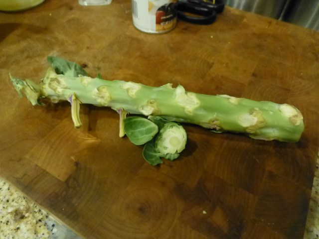 This is about a third of the Brussels sprout stalk I bought.  The sprouts snap right off.