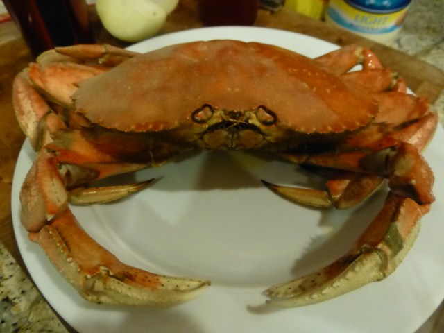 Sad looking crab