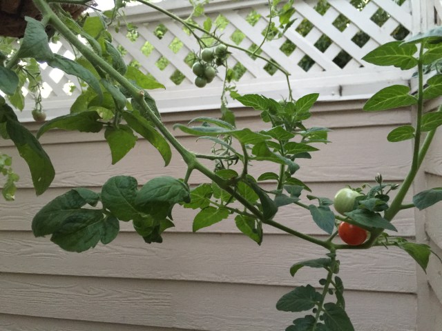 Cherry tomatoes ripening
